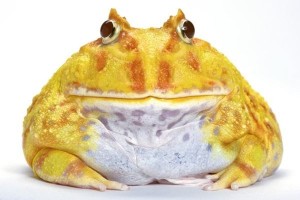 Ceratophrys cranwelli, albinos, mâle adulte